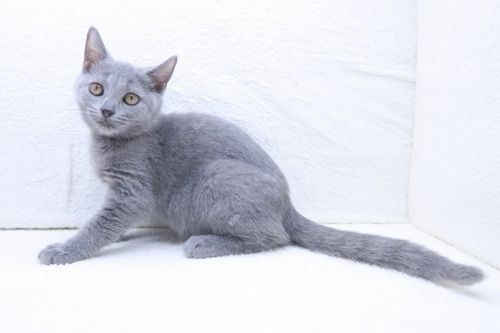 神奈川県のシャルトリュー (かねだい海老名店/2025年7月3日生まれ/女の子/ブルー)の子猫の2枚目の画像