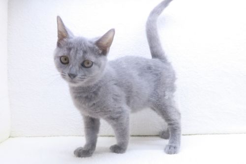 神奈川県のシャルトリュー (かねだい海老名店/2025年7月3日生まれ/女の子/ブルー)の子猫の3枚目の画像