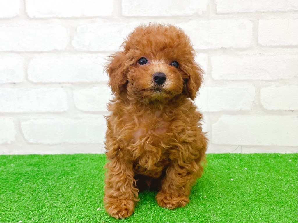 東京都のトイプードル(トイ) (かねだい立川店/2025年7月24日生まれ/男の子/レッド)の子犬の2枚目の画像
