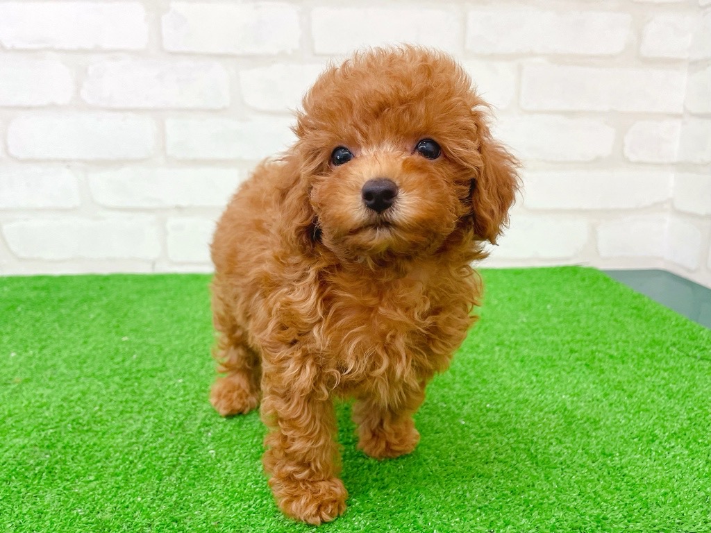 東京都のトイプードル(トイ) (かねだい立川店/2025年7月24日生まれ/男の子/レッド)の子犬の3枚目の画像