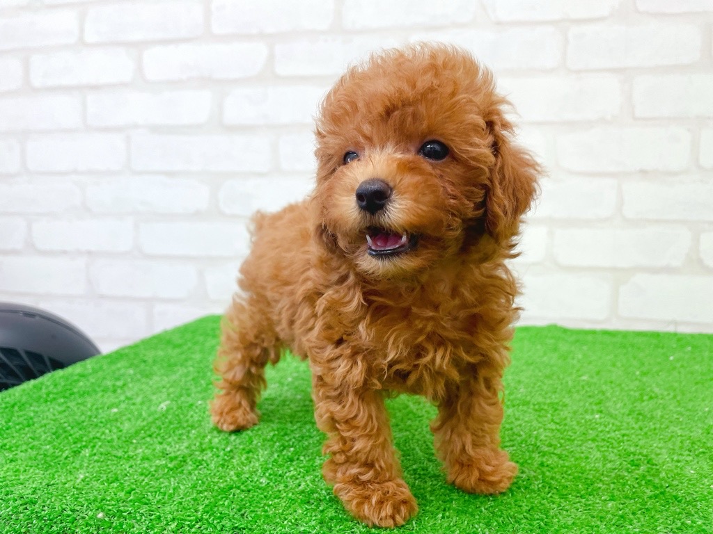 東京都のトイプードル(トイ) (かねだい立川店/2025年7月24日生まれ/男の子/レッド)の子犬の4枚目の画像