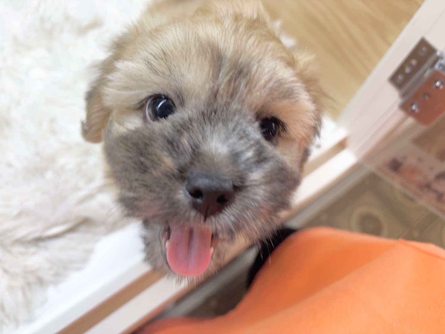 群馬県のハーフ犬・ミックス犬 (かねだいペットトライアル桐生/2025年7月13日生まれ/男の子/ゴールド)の子犬の1枚目の画像