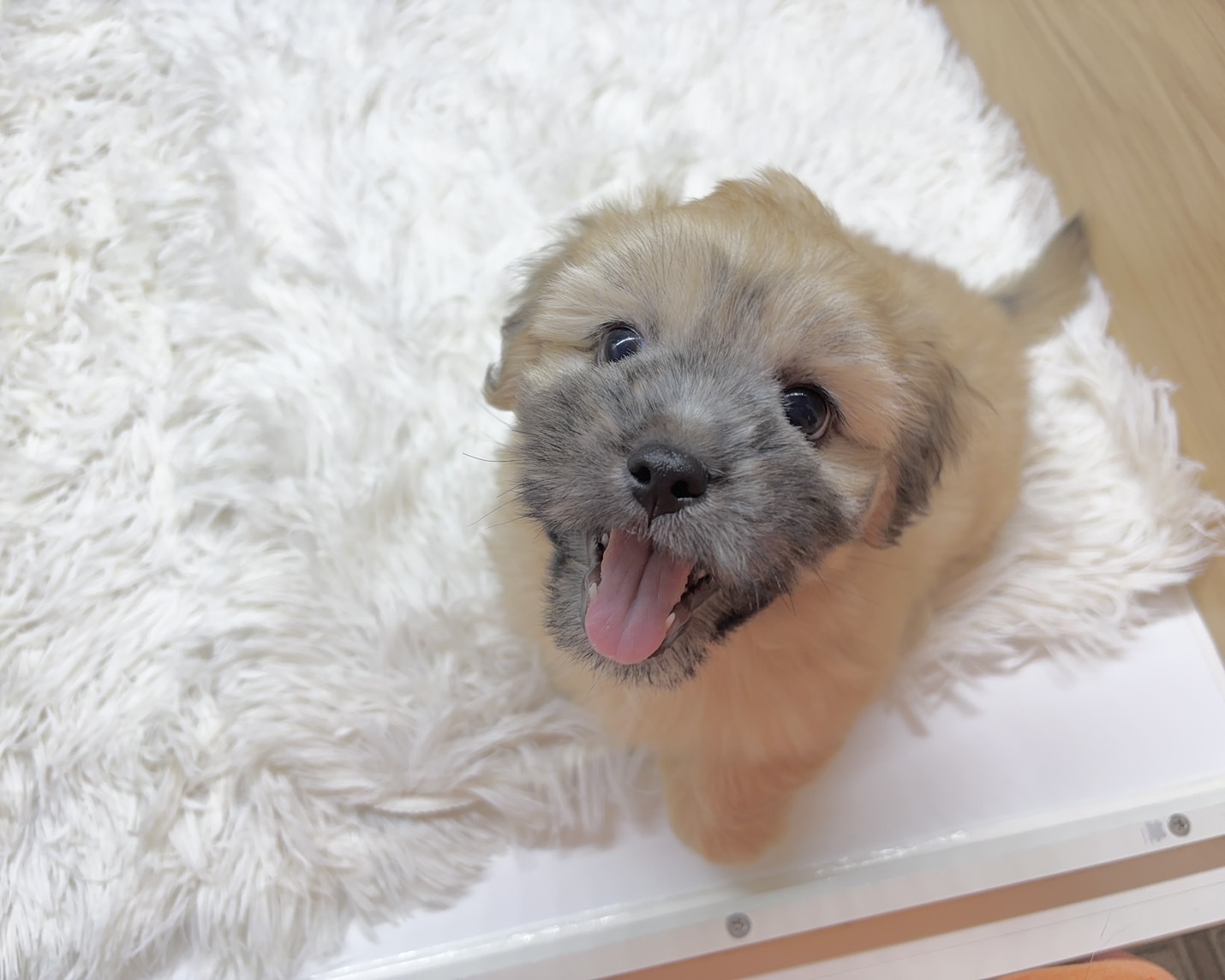 群馬県のハーフ犬・ミックス犬 (かねだいペットトライアル桐生/2025年7月13日生まれ/男の子/ゴールド)の子犬の2枚目の画像