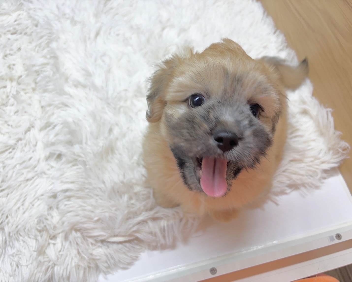 群馬県のハーフ犬・ミックス犬 (かねだいペットトライアル桐生/2025年7月13日生まれ/男の子/ゴールド)の子犬の3枚目の画像
