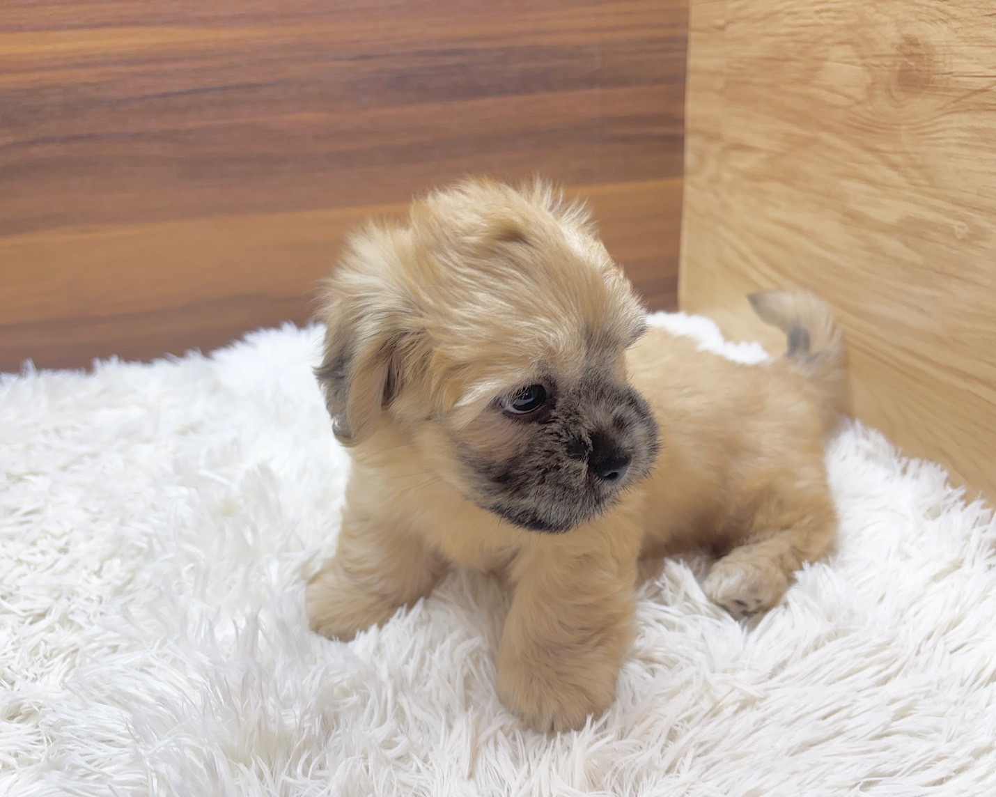 群馬県のハーフ犬・ミックス犬 (かねだいペットトライアル桐生/2025年7月13日生まれ/男の子/ゴールド)の子犬の4枚目の画像