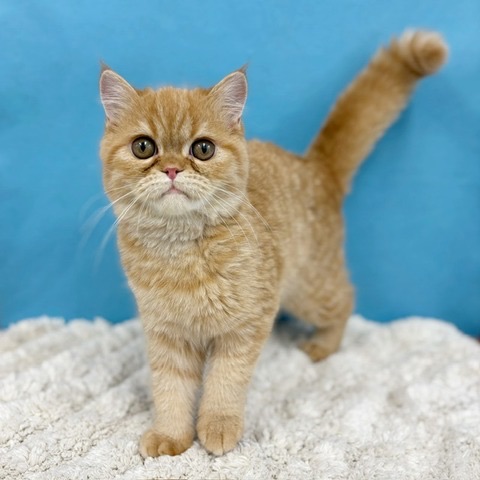 千葉県のエキゾチック (かねだい四街道店/2025年5月9日生まれ/男の子/レッドタビー)の子猫の1枚目の画像