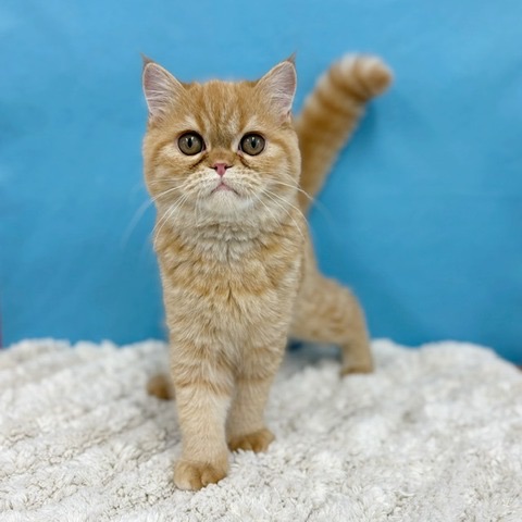 千葉県のエキゾチック (かねだい四街道店/2025年5月9日生まれ/男の子/レッドタビー)の子猫の2枚目の画像