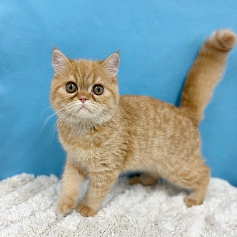 千葉県のエキゾチック (かねだい四街道店/2025年5月9日生まれ/男の子/レッドタビー)の子猫の3枚目の画像