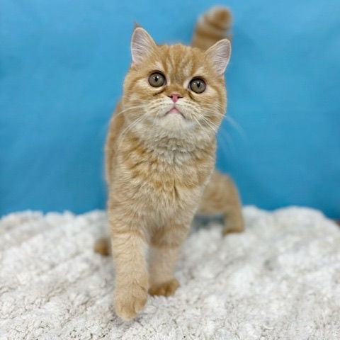 千葉県のエキゾチック (かねだい四街道店/2025年5月9日生まれ/男の子/レッドタビー)の子猫の4枚目の画像