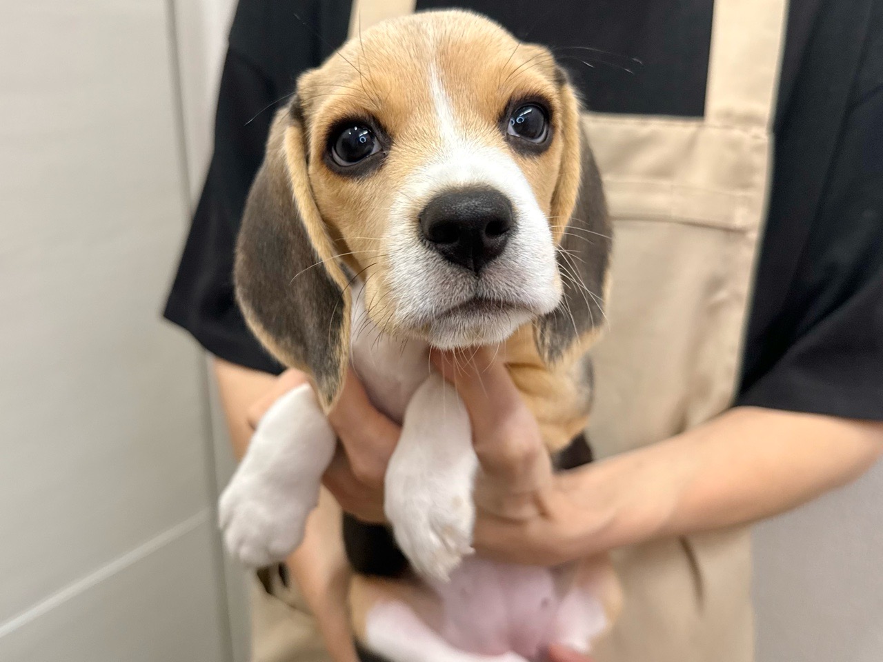 東京都のビーグル (かねだい青梅店/2025年6月29日生まれ/女の子/ブラックタンホワイト)の子犬の1枚目の画像