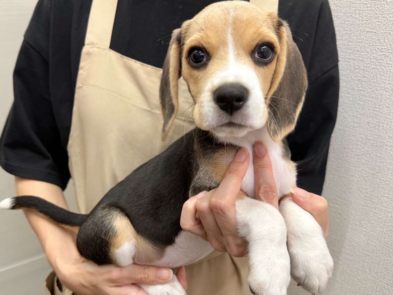 東京都のビーグル (かねだい青梅店/2025年6月29日生まれ/女の子/ブラックタンホワイト)の子犬の2枚目の画像