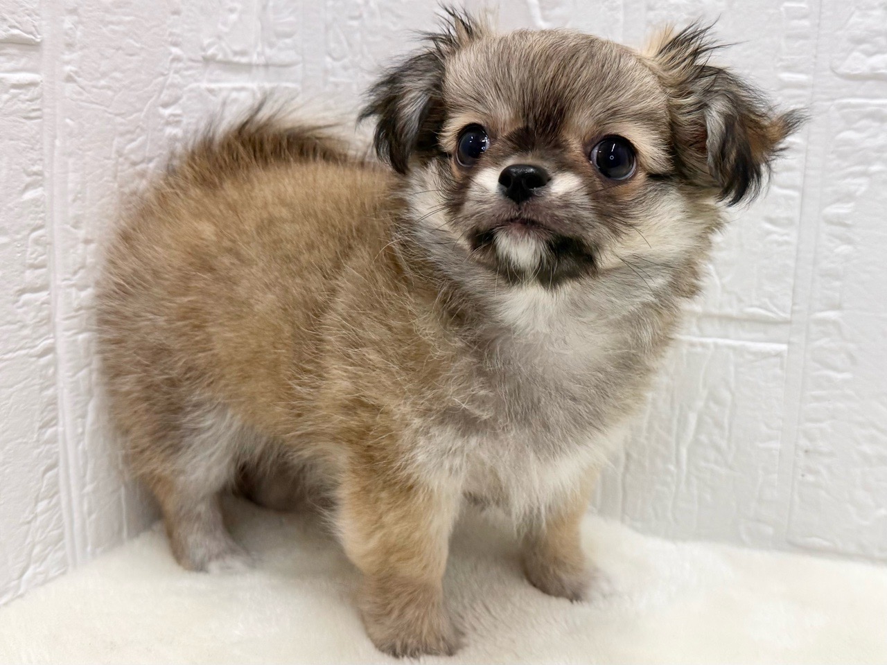 価格の安いロングコート・チワワ♂9/28写真更新☆【動画あり