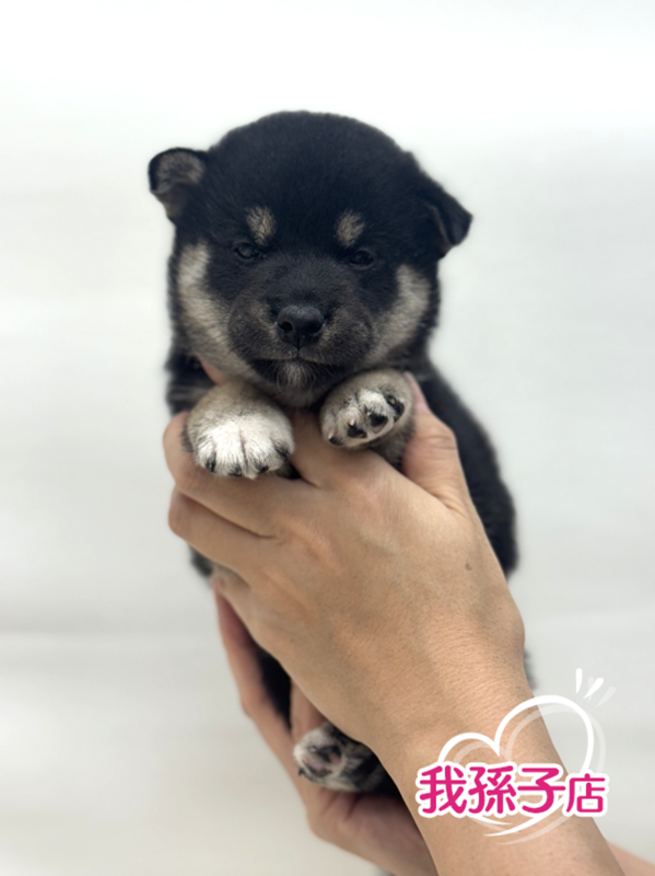 千葉県の柴犬(標準サイズ) (かねだい我孫子店/2025年7月25日生まれ/女の子/黒)の子犬