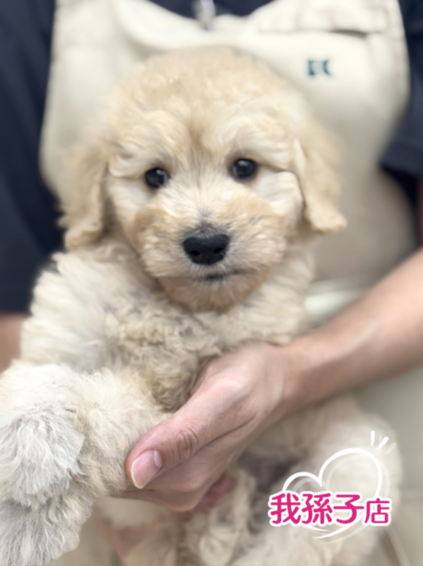千葉県のゴールデンドゥードゥル(ゴールデン×プードル) (かねだい我孫子店/2025年7月27日生まれ/女の子/アプリコット)の子犬