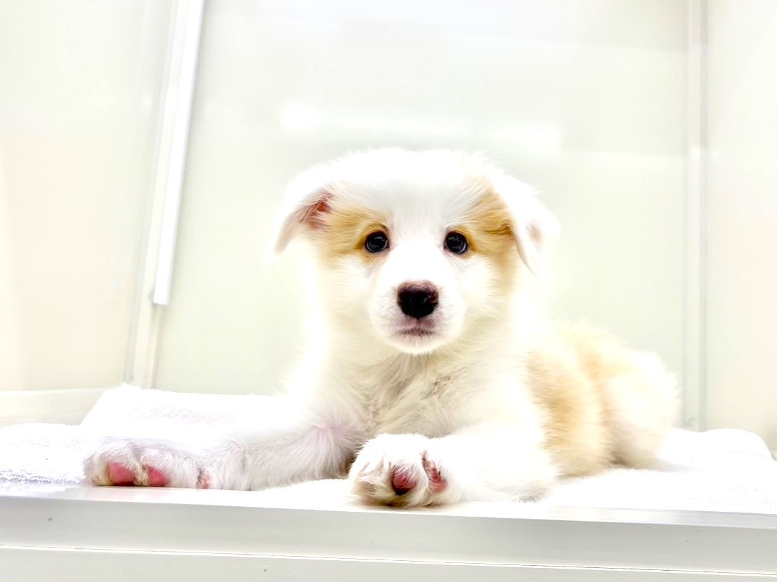 東京都のボーダーコリー (かねだい本町田店/2025年7月31日生まれ/男の子/レッドホワイト)の子犬の3枚目の画像
