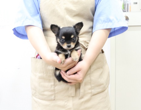 神奈川県のチワワ(ロング) (かねだい伊勢原店/2025年8月2日生まれ/女の子/ブラックタンホワイト)の子犬