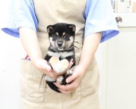 神奈川県の柴犬(標準サイズ) (かねだい伊勢原店/2025年8月2日生まれ/女の子/黒)の子犬