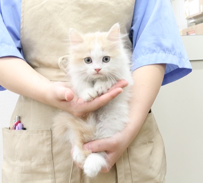 神奈川県のスコティッシュフォールド (かねだい伊勢原店/2025年8月2日生まれ/男の子/クリームタビーホワイト)の子猫