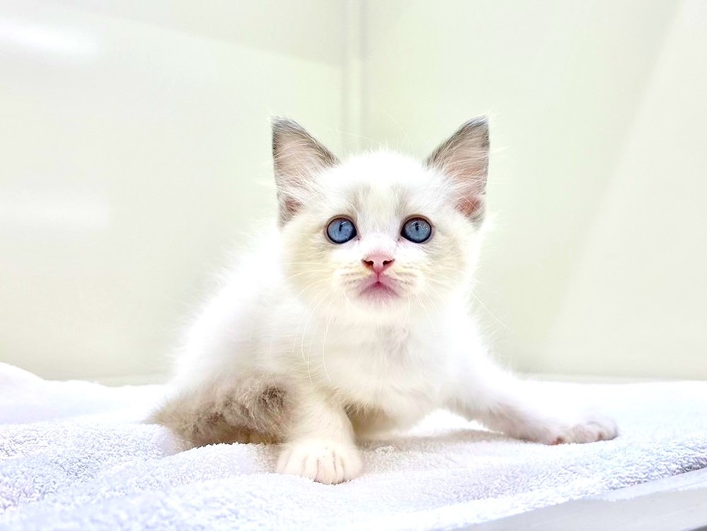 東京都のラグドール (かねだい本町田店/2025年8月1日生まれ/男の子/ブルーポイントバイカラー)の子猫の1枚目の画像