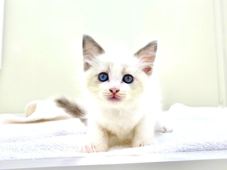 東京都のラグドール (かねだい本町田店/2025年8月1日生まれ/男の子/ブルーポイントバイカラー)の子猫の3枚目の画像