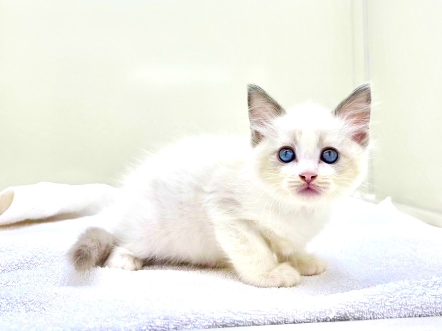 東京都のラグドール (かねだい本町田店/2025年8月1日生まれ/男の子/ブルーポイントバイカラー)の子猫の4枚目の画像