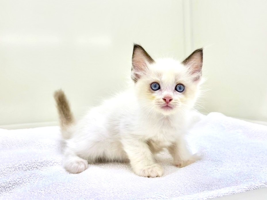 東京都のラグドール (かねだい本町田店/2025年8月1日生まれ/男の子/シールポイントバイカラー)の子猫の4枚目の画像