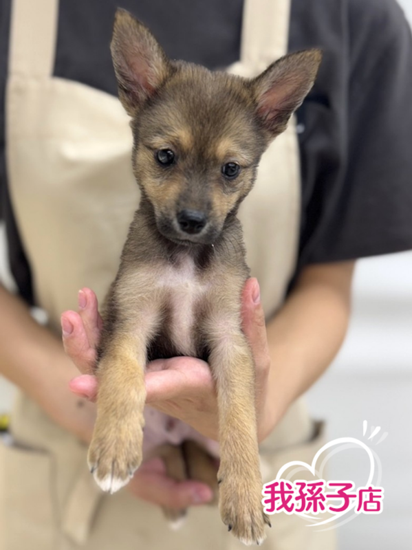 千葉県のハーフ犬・ミックス犬 (かねだい我孫子店/2025年7月12日生まれ/男の子/フォーン)の子犬