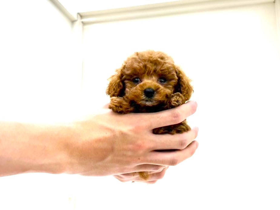 東京都のトイプードル(トイ) (かねだい本町田店/2025年8月3日生まれ/女の子/レッド)の子犬の1枚目の画像