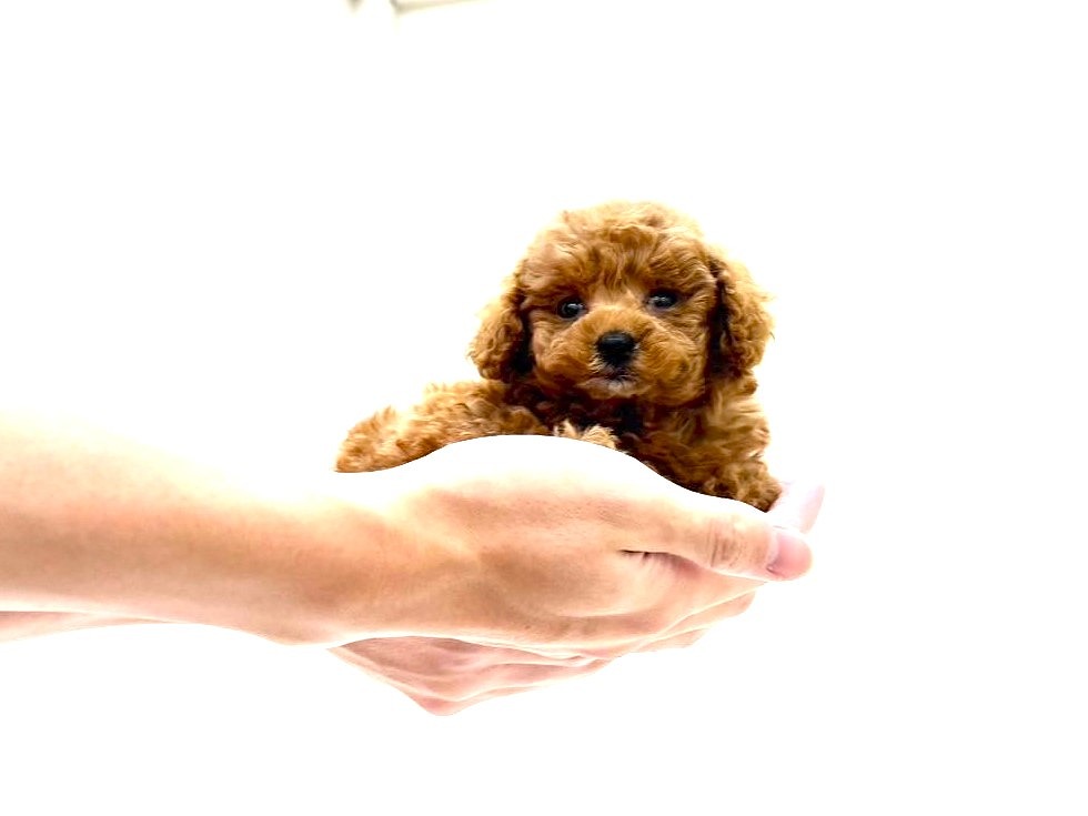 東京都のトイプードル(トイ) (かねだい本町田店/2025年8月3日生まれ/女の子/レッド)の子犬の4枚目の画像