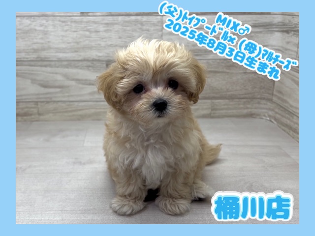埼玉県のマルプー(マルチーズ×プードル) (かねだい桶川店/2025年8月3日生まれ/男の子/その他色)の子犬の1枚目の画像