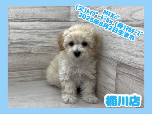 埼玉県のマルプー(マルチーズ×プードル) (かねだい桶川店/2025年8月2日生まれ/男の子/その他色)の子犬の1枚目の画像