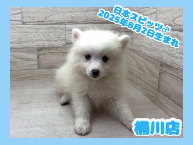 埼玉県の日本スピッツ (かねだい桶川店/2025年8月2日生まれ/男の子/ホワイト)の子犬の1枚目の画像