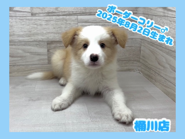 埼玉県のボーダーコリー (かねだい桶川店/2025年8月2日生まれ/男の子/レッドホワイト)の子犬の1枚目の画像