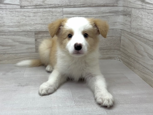 埼玉県のボーダーコリー (かねだい桶川店/2025年8月2日生まれ/男の子/レッドホワイト)の子犬の2枚目の画像