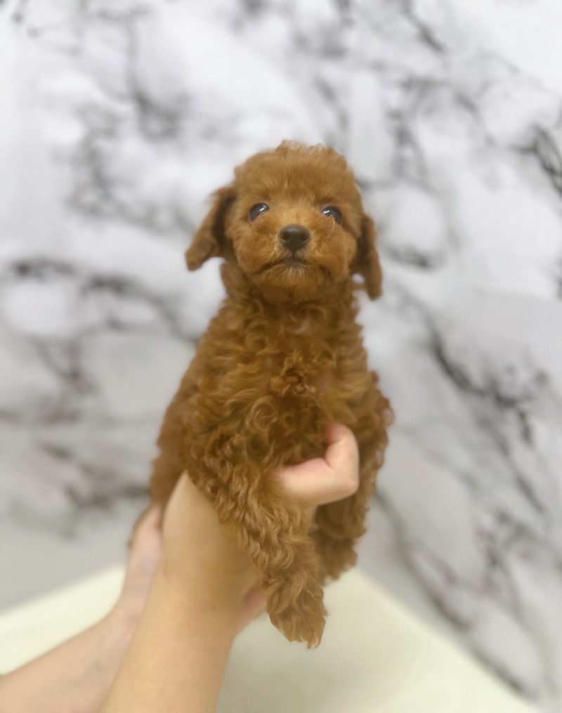 神奈川県のトイプードル(トイ) (かねだい東戸塚店/2025年7月31日生まれ/女の子/レッド)の子犬の2枚目の画像