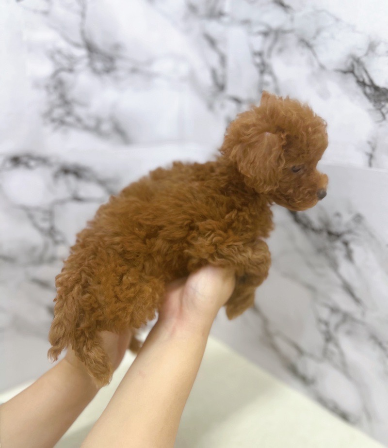 神奈川県のトイプードル(トイ) (かねだい東戸塚店/2025年7月31日生まれ/女の子/レッド)の子犬の3枚目の画像