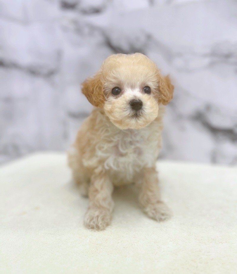 神奈川県のハーフ犬・ミックス犬 (かねだい東戸塚店/2025年8月2日生まれ/男の子/アプリコット)の子犬の2枚目の画像