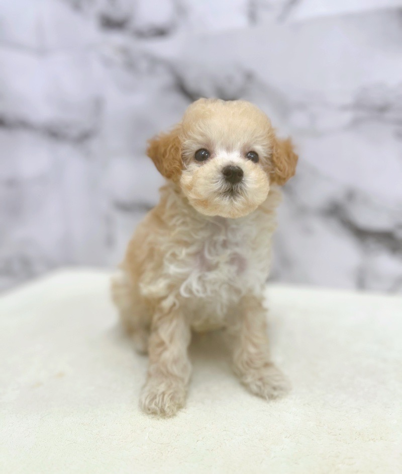 神奈川県のハーフ犬・ミックス犬 (かねだい東戸塚店/2025年8月2日生まれ/男の子/アプリコット)の子犬の3枚目の画像