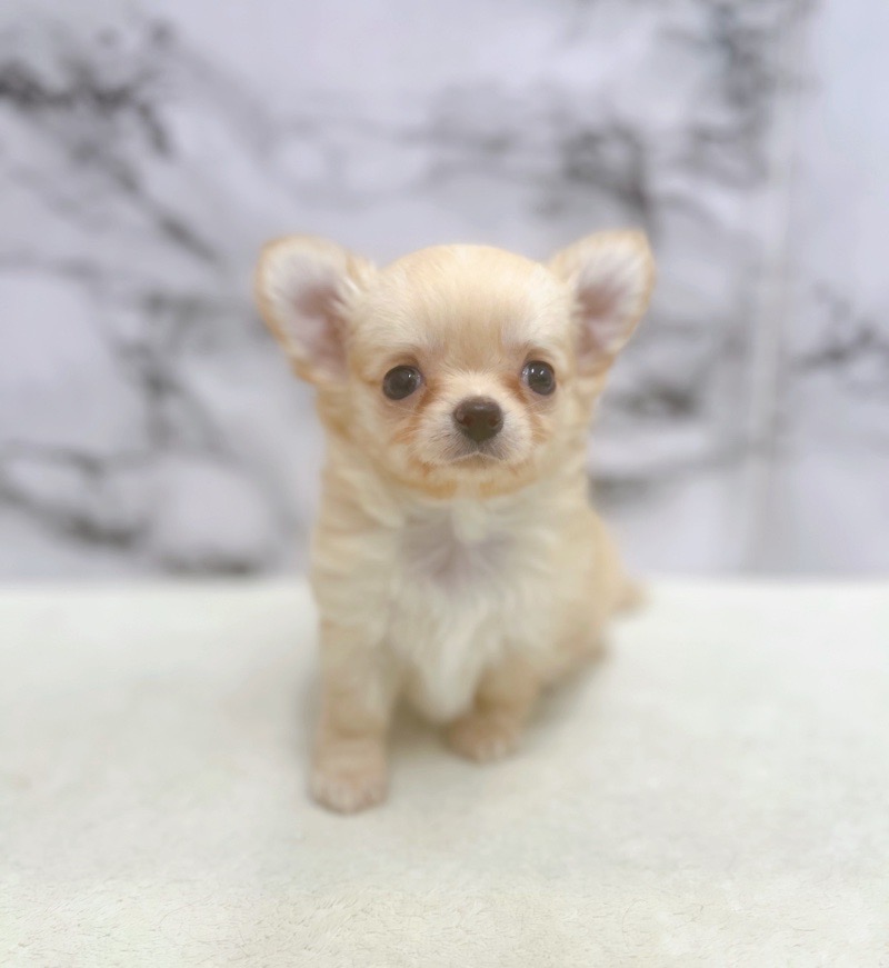 神奈川県のチワワ(ロング) (かねだい東戸塚店/2025年8月2日生まれ/男の子/クリーム)の子犬の2枚目の画像