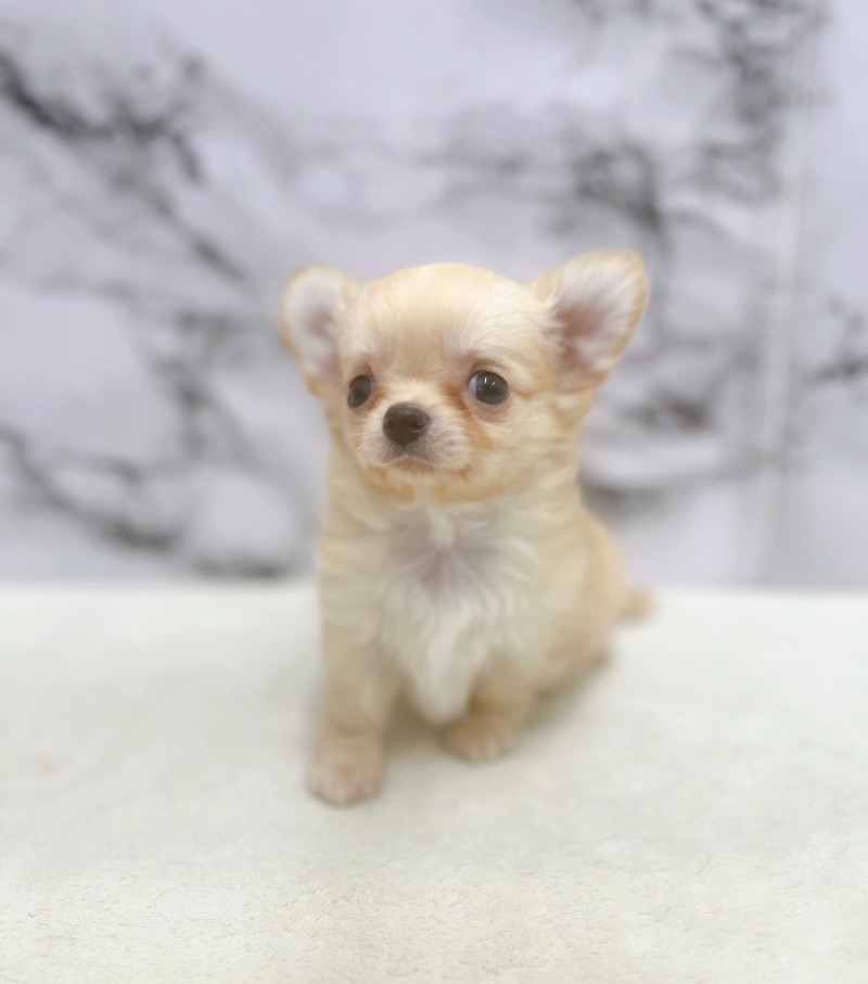 神奈川県のチワワ(ロング) (かねだい東戸塚店/2025年8月2日生まれ/男の子/クリーム)の子犬の3枚目の画像