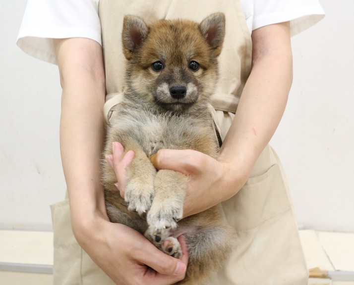 神奈川県のハーフ犬・ミックス犬 (かねだい伊勢原店/2025年7月28日生まれ/女の子/赤)の子犬