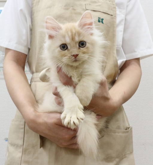 神奈川県のサイベリアン (かねだい伊勢原店/2025年7月31日生まれ/男の子/クリームタビー)の子猫