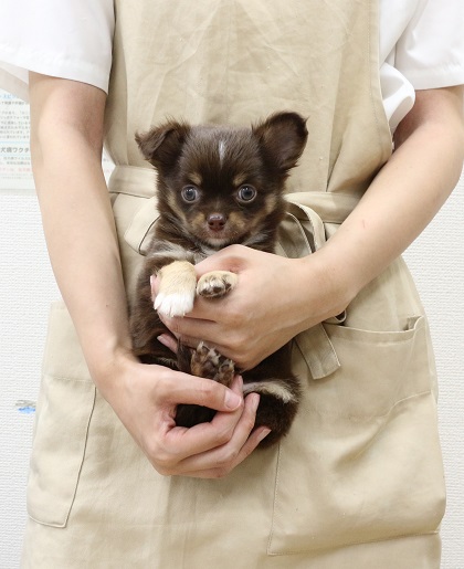 神奈川県のチワワ(ロング) (かねだい伊勢原店/2025年8月2日生まれ/男の子/チョコレートタンホワイト)の子犬