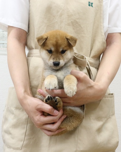 神奈川県の豆柴 (かねだい伊勢原店/2025年7月31日生まれ/女の子/赤)の子犬