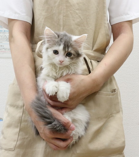 神奈川県のサイベリアン (かねだい伊勢原店/2025年8月2日生まれ/女の子/ブルータビーホワイト)の子猫