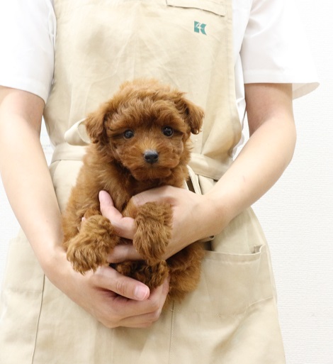 神奈川県のトイプードル(トイ) (かねだい伊勢原店/2025年7月31日生まれ/女の子/レッド)の子犬