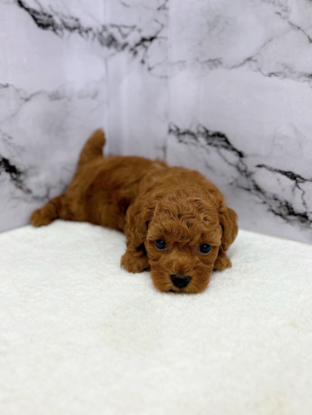 神奈川県のトイプードル(トイ) (かねだい東戸塚店/2025年8月3日生まれ/男の子/レッド)の子犬の4枚目の画像