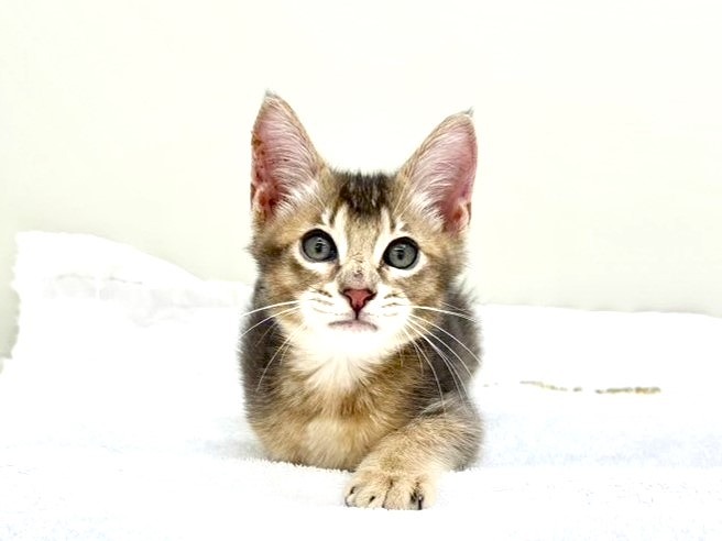 東京都のＭＩＸ猫　ソマリ×ベンガル (かねだい本町田店/2025年7月17日生まれ/男の子/ブルータビー)の子猫