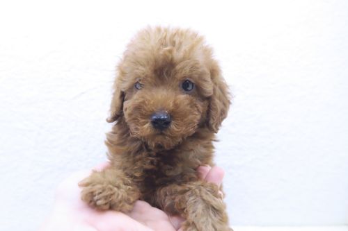 神奈川県のトイプードル(トイ) (かねだい海老名店/2025年8月3日生まれ/男の子/レッド)の子犬