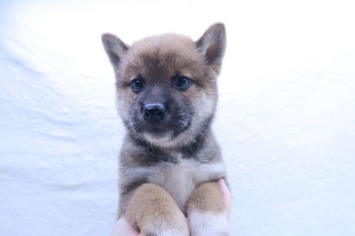 神奈川県の柴犬(標準サイズ) (かねだい海老名店/2025年8月2日生まれ/男の子/赤)の子犬
